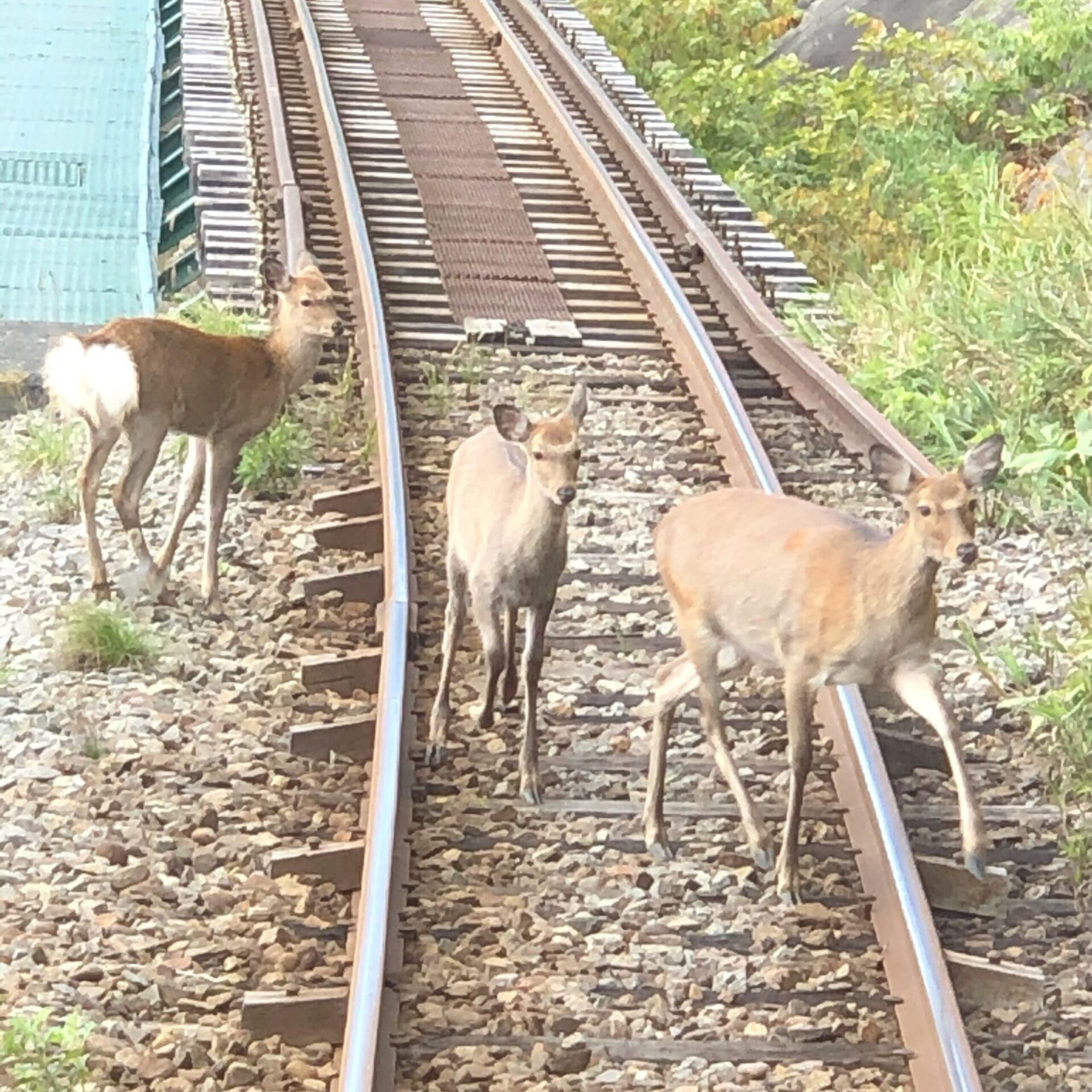 宗谷本線の線路に乱入したエゾシカ