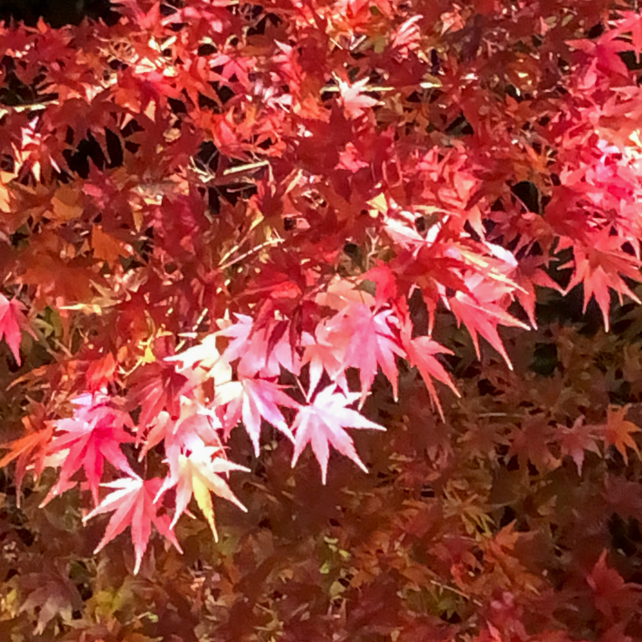 京都の紅葉