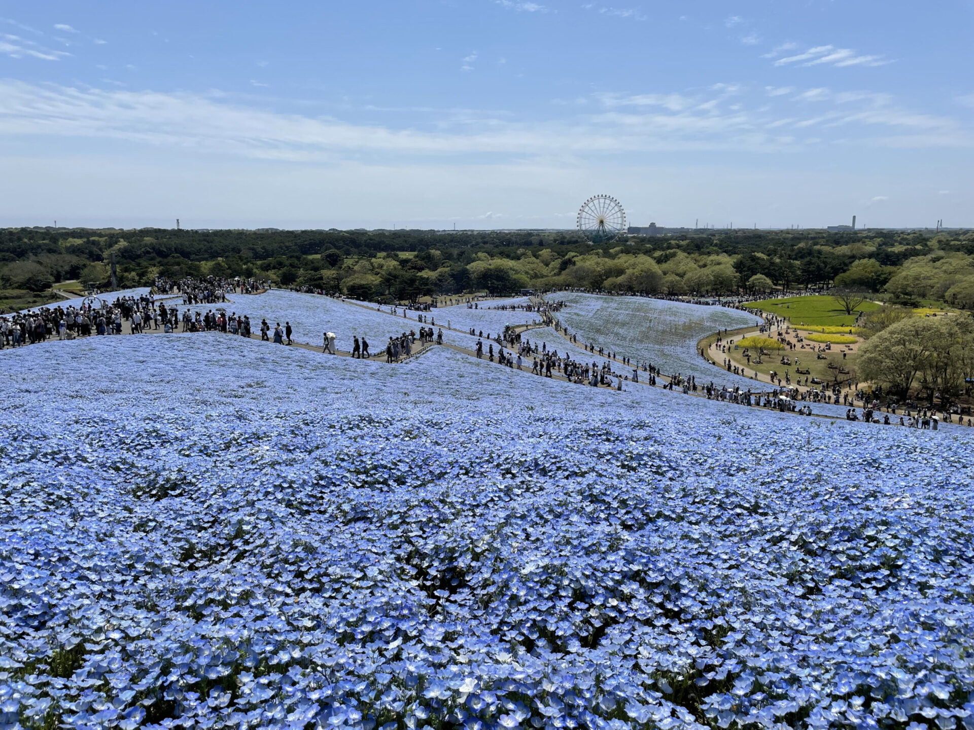 ネモフィラの花を国営ひたち海浜公園にて