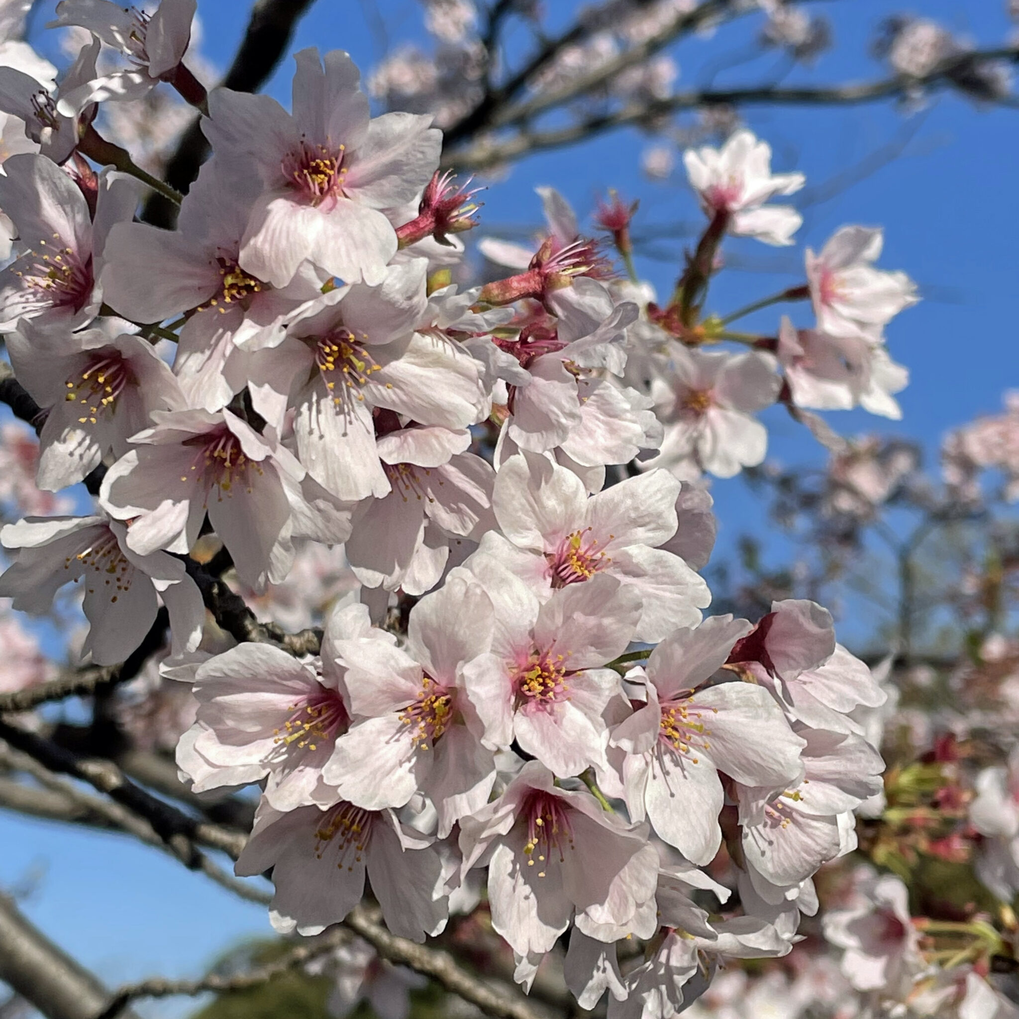 桜の花
